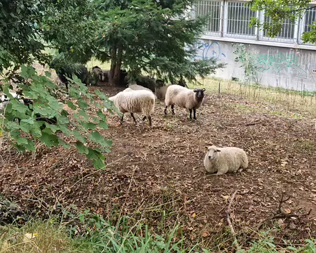 008 Débroussaillage écologique