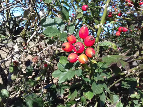 2023-10 Perray-en-Yvelines