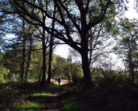 003 Direction le bois domanial des Vindrins au nord du massif principal de la forêt de Rambouillet
