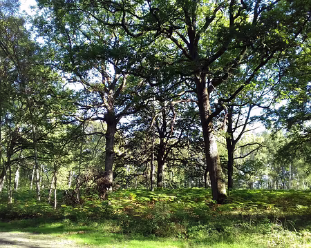 005 Chênes et fougères dans le bois des Vindrins