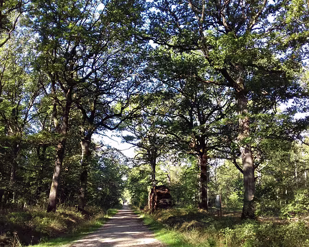 006 La route forestière du Chêne aux Loups