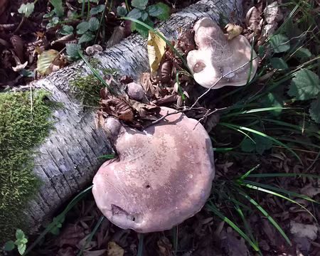 008 Polypores du bouleau