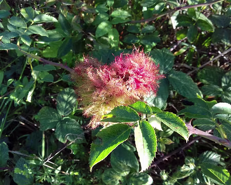 015 Galle de l’églantier («Barbe de Saint-Pierre»)