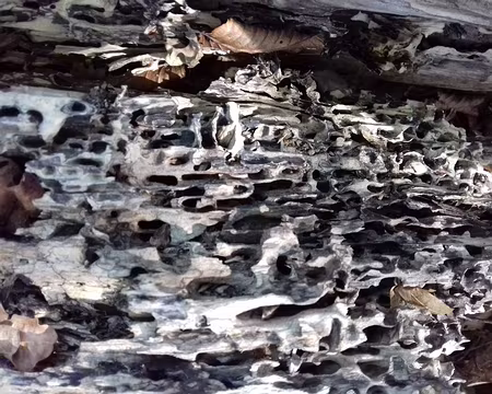 020 Galeries creusées dans le bois par des insectes xylophages