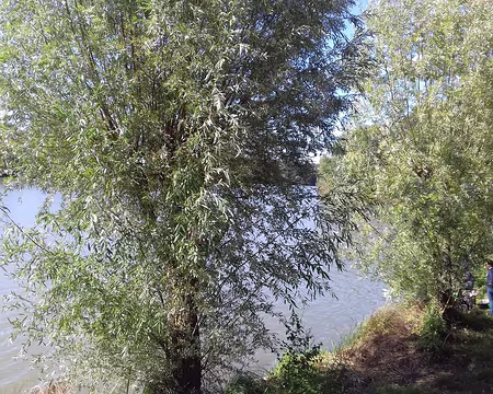 022 Saules sur les berges de l’étang de la Tour