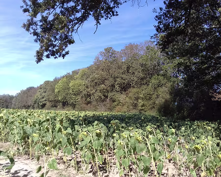 035 Merci Gilles pour cette belle randonnée entre forêt et rigoles
