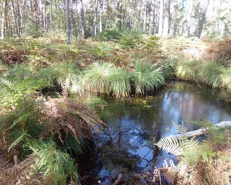 P1170906 Mare aux Salamandres