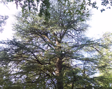 P1170924 Carrefour du Cèdre