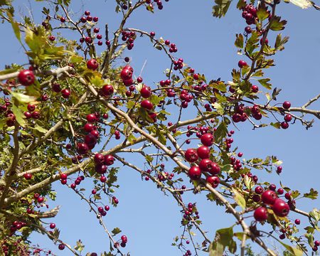 P1170926 Baies d'aubépine