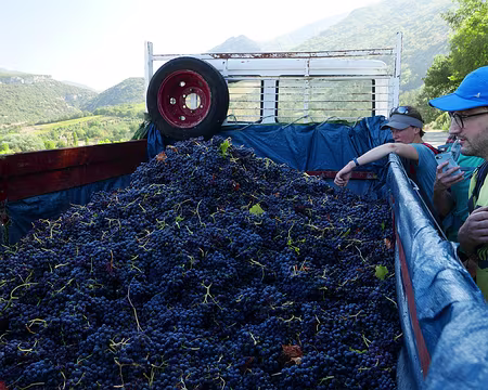 P1170086 Remorque de muscat.