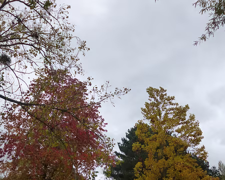 P1180260 Arboretum de Versailles-Chèvreloup