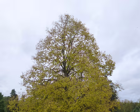 P1180262 Tilleul du Caucase