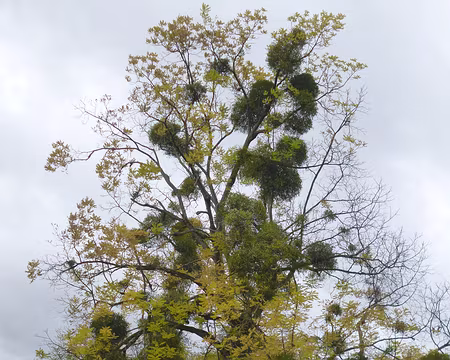 P1180266 Noyer noir-Noyer d'Amérique