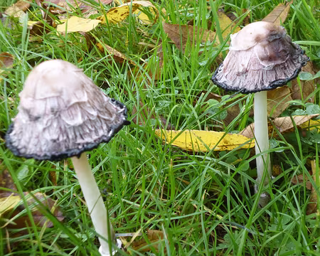 P1180271 Coprins noir d'encre