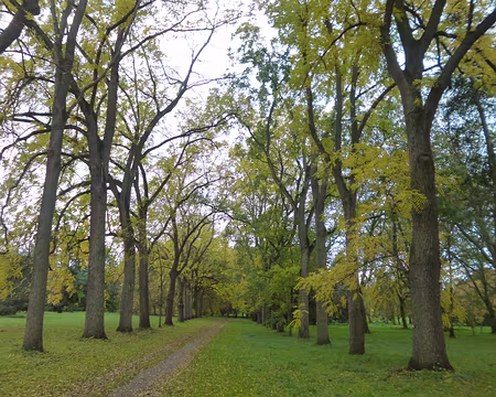 P1180272 Allée de Noyers noirs