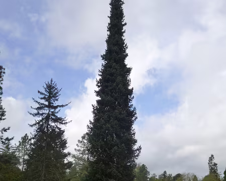 P1180276 Epicea de Serbie