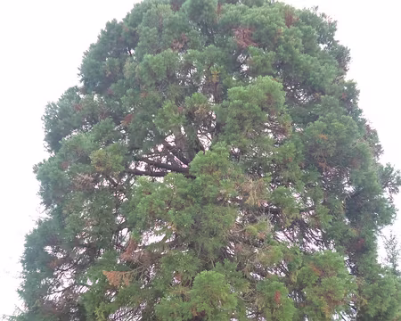 P1180278 Sequoia géant