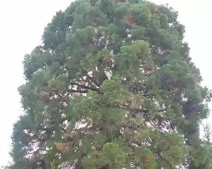 P1180278 Sequoia géant