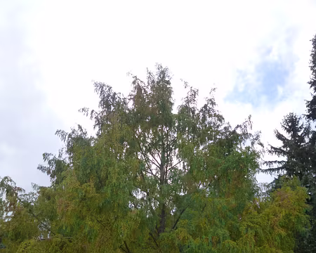 P1180284 Metasequoia glyptostroboides