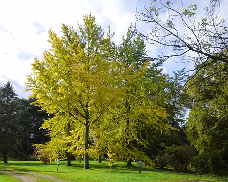 P1180292 Ginkgo biloba, arbre aux quarante écus