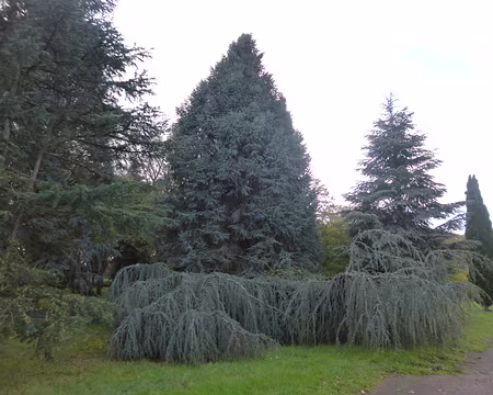 P1180293 Cèdre bleu pleureur