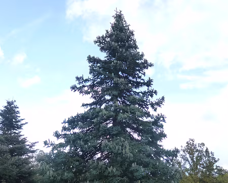P1180296 Abies pinsapo, sapin d'Andalousie