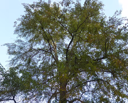 P1180310 Hêtre oblique