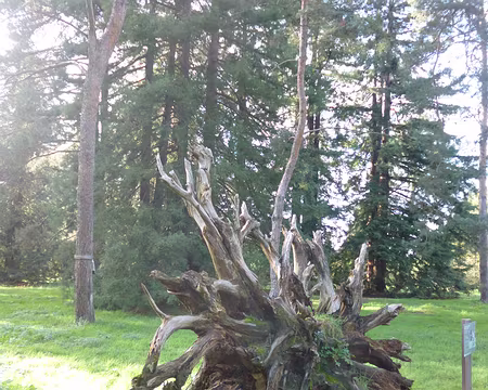 P1180312 Souche de séquoia sempervirens lors de la tempête de 1999