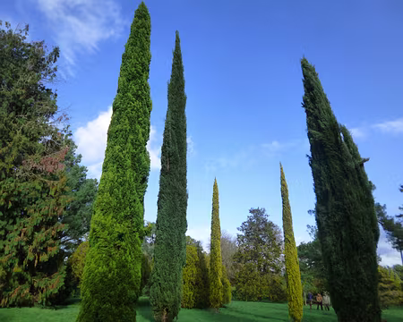 P1180318 Cyprès d'Italie