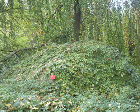 P1180321 Hêtre tortillard, faux de Verzy