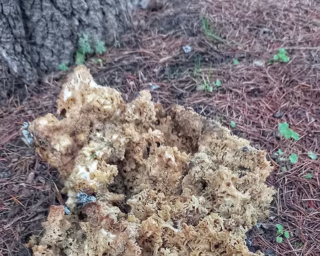 008 Sparassis crispa/Clavaire crépue, au pied et sur les racines des pins, parasite. Comestible jeune.