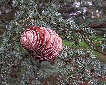 009 Cèdre de l'Atlas