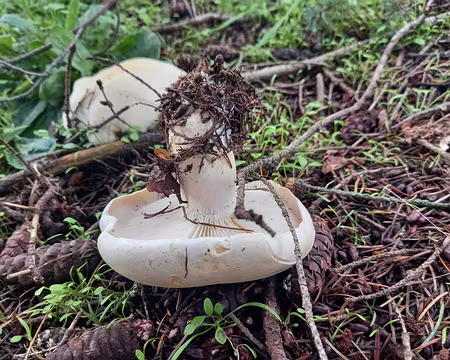 013 Leucopaxille. La variété des arbres fait qu'il y a beaucoup d'espèces diverses.