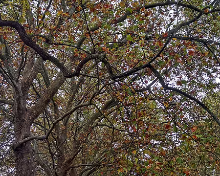 015 Allée de platanes