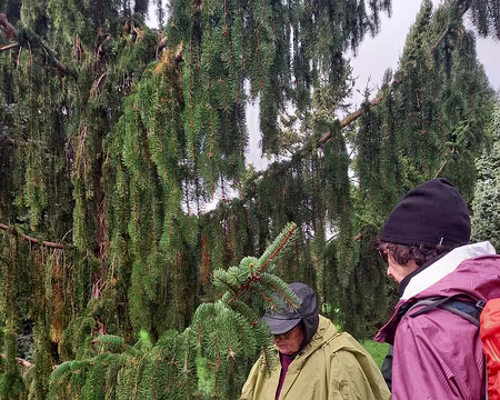 017 Étude du Picea abies 'Cincinnata'.