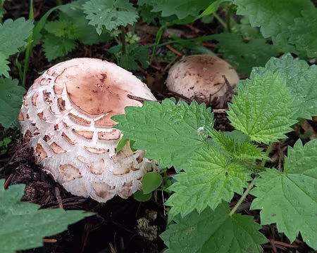 021 Jolie lépiote, mais attention!