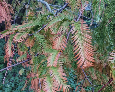 023 Feuillage plumeux du Metasequoia glyptostroboides.