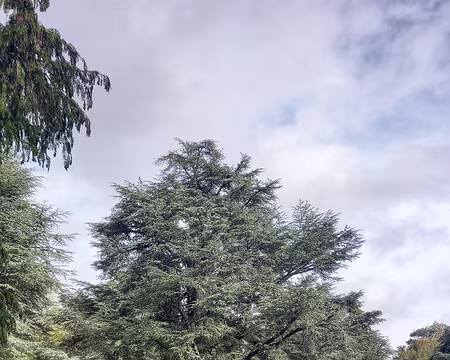 026 Cèdre de l'Atlas