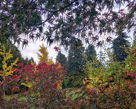 032 Dans les érables