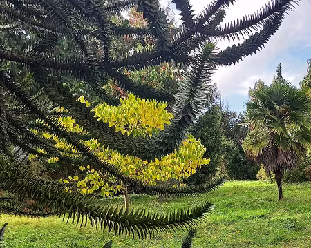 036 Araucaria dit 