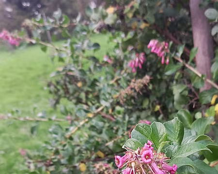 038 Escallonia fleurit jusqu'en septembre.