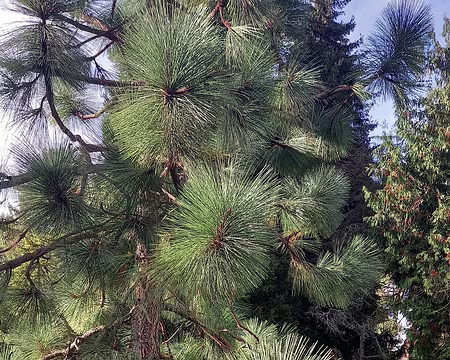 039 Pinus Engelmanni ou pin des Apaches.