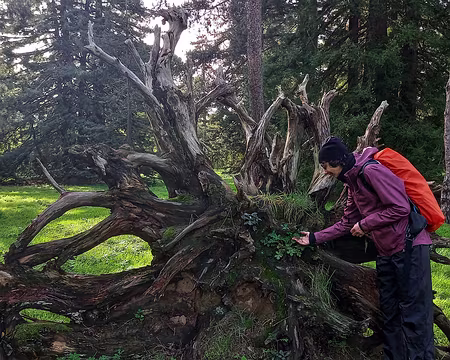 040 Racine de séquoia