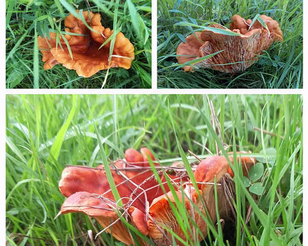 047 Ni girolle, ni clitocybe de l'olivier, ce serait un hypomice lactifluorum (dermatose des russules), un parasite de la russule qu'il colonise et déforme....