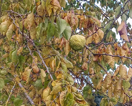 048 L'oranger des Osages n'est pas un agrume.