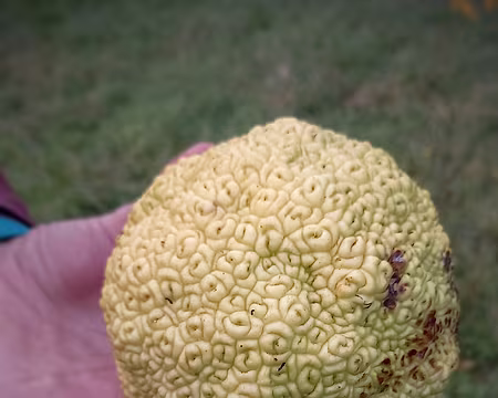 049 Ceci n'est pas une orange