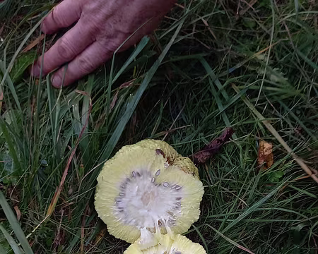 050 Ni un ananas, et ça ne se mange pas.