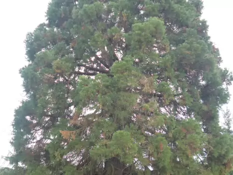 Dominique Dominique F, détail sortie