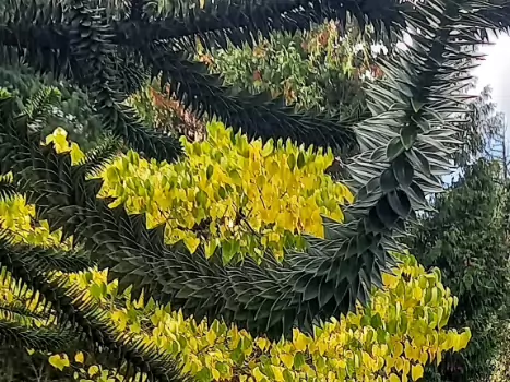 Hélène Hélène B, détail sortie