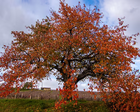 17-img_6469 Saint-Julien